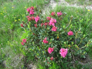 Rhododendrons ferrugineux