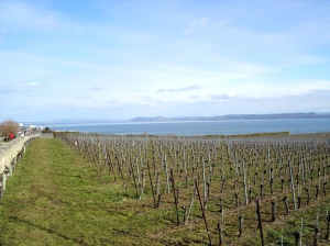 Vue sur les vignobles d'Auvernier et le lac de Neuchâtel