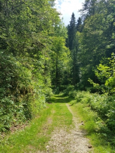 Chemin forestier