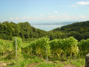 Vue sur les vignes de La Vaux et le Lac de Neuchâtel