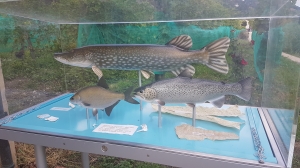 Vitrine présentant des poissons du lac de Bienne