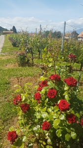 De magnifiques rosiers dans les vignobles