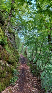 Sentier dans la forêt