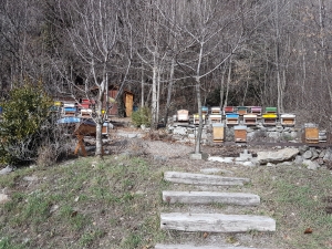 Des ruches dans la forêt