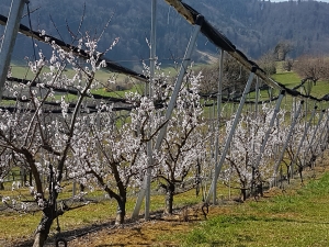 Cerisiers au dessus de Wittnau