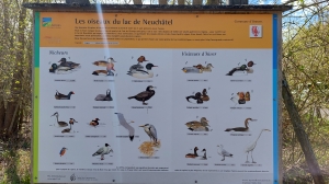 Panneau didactique: les oiseaux du lac de Neuchâtel