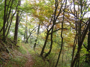 Le sentier dans la forêt
