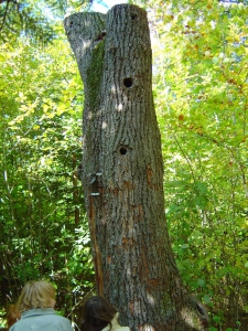 Un tronc d'arbre prêt à accueillir des oiseaux et leurs petits