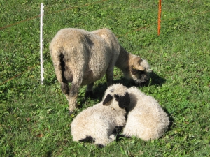Moutons tête noire