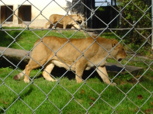 Deux lionnes juste avant le repas
