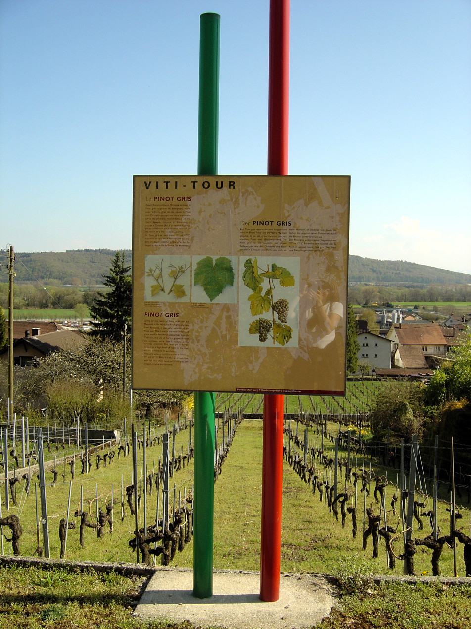 Viti-tour, Cressier NE