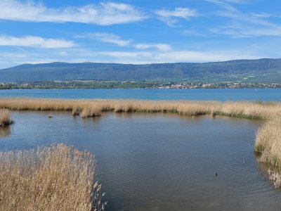 <p>Vue depuis l'observatoire à oiseaux</p>