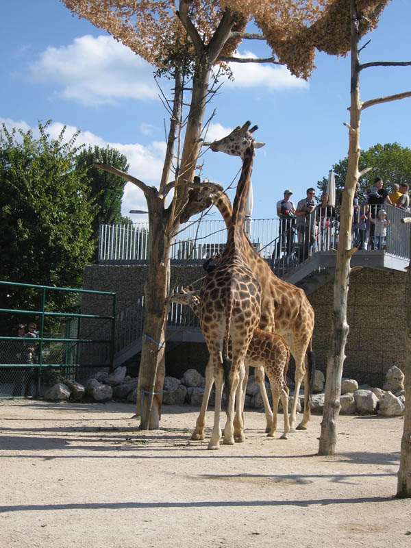 Zoo de Rapperswil (SG)