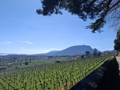 La promenade vigneronne