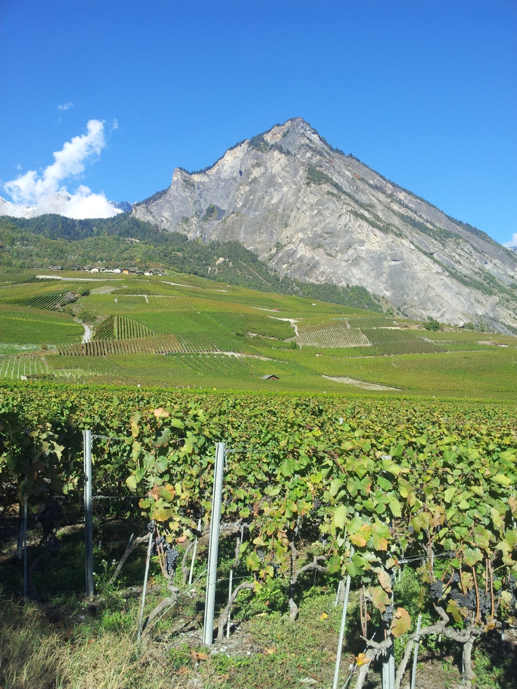 Les sources de Saillon