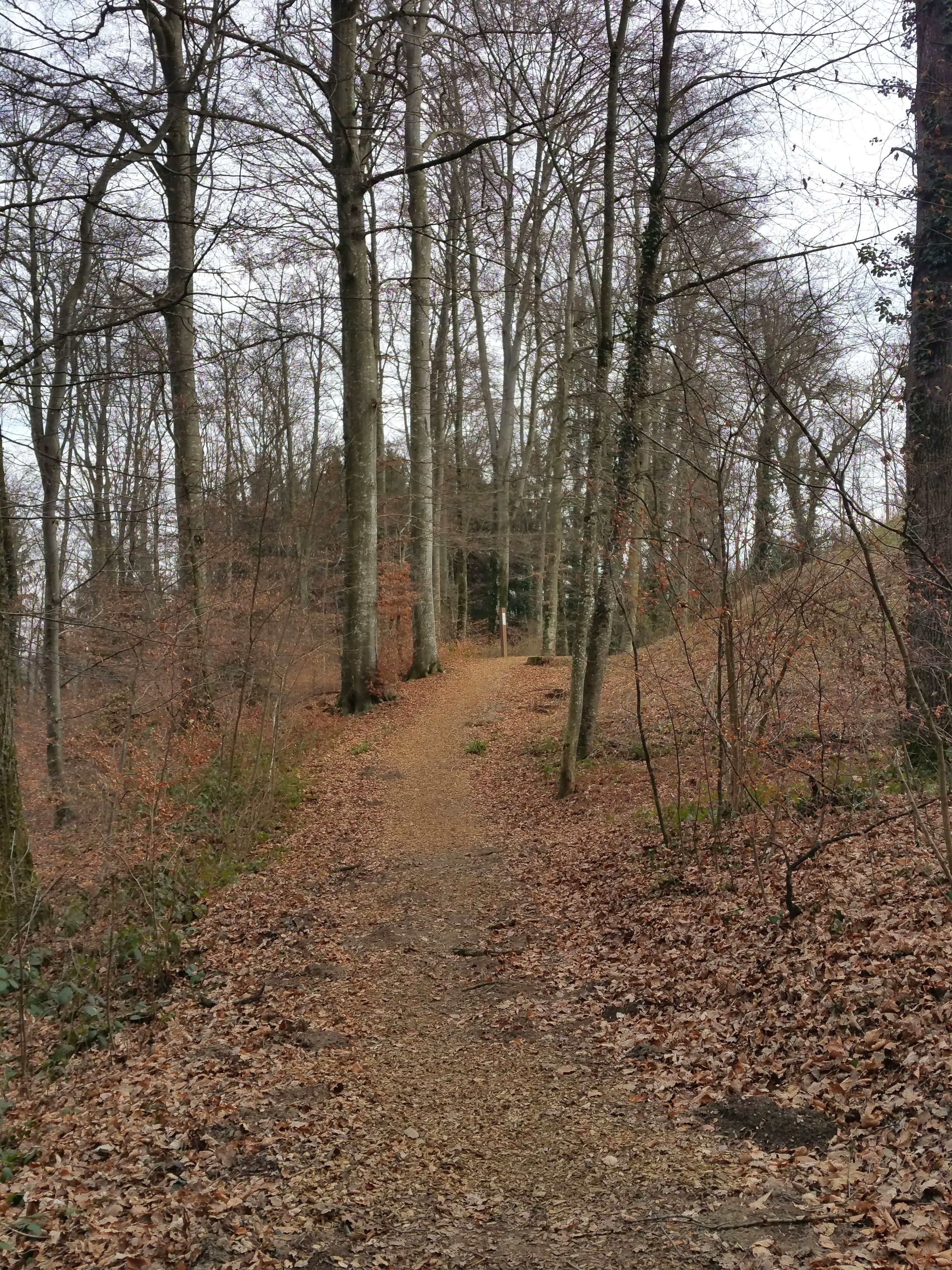 Sentier du Bois de la Côte