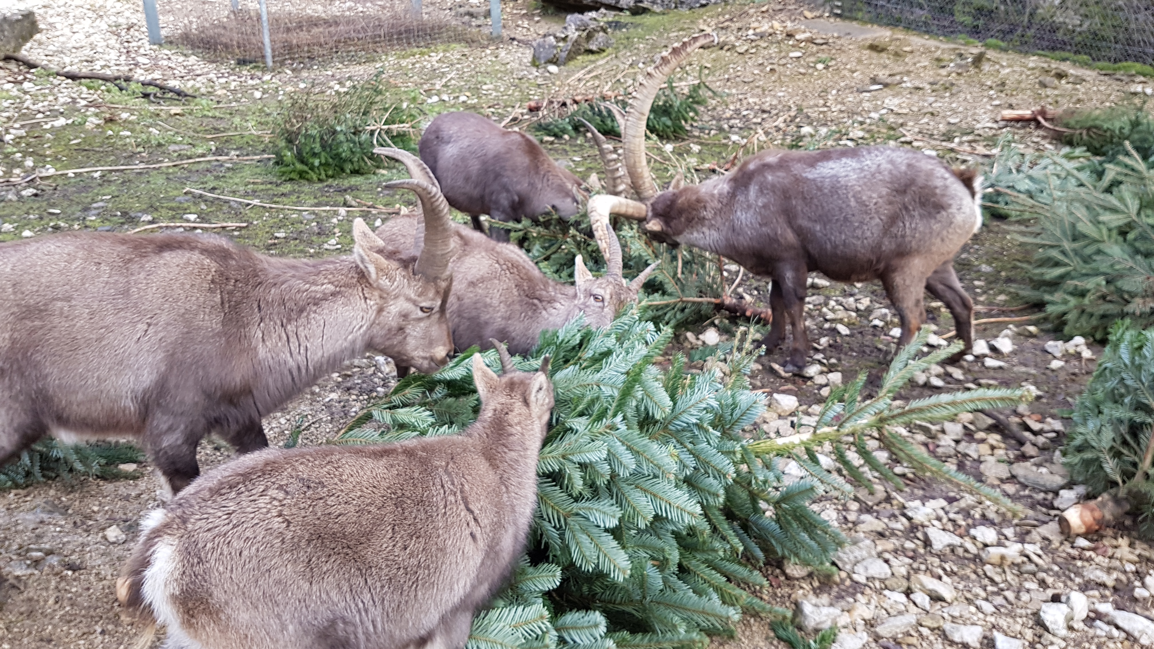 Parc animalier de Bienne