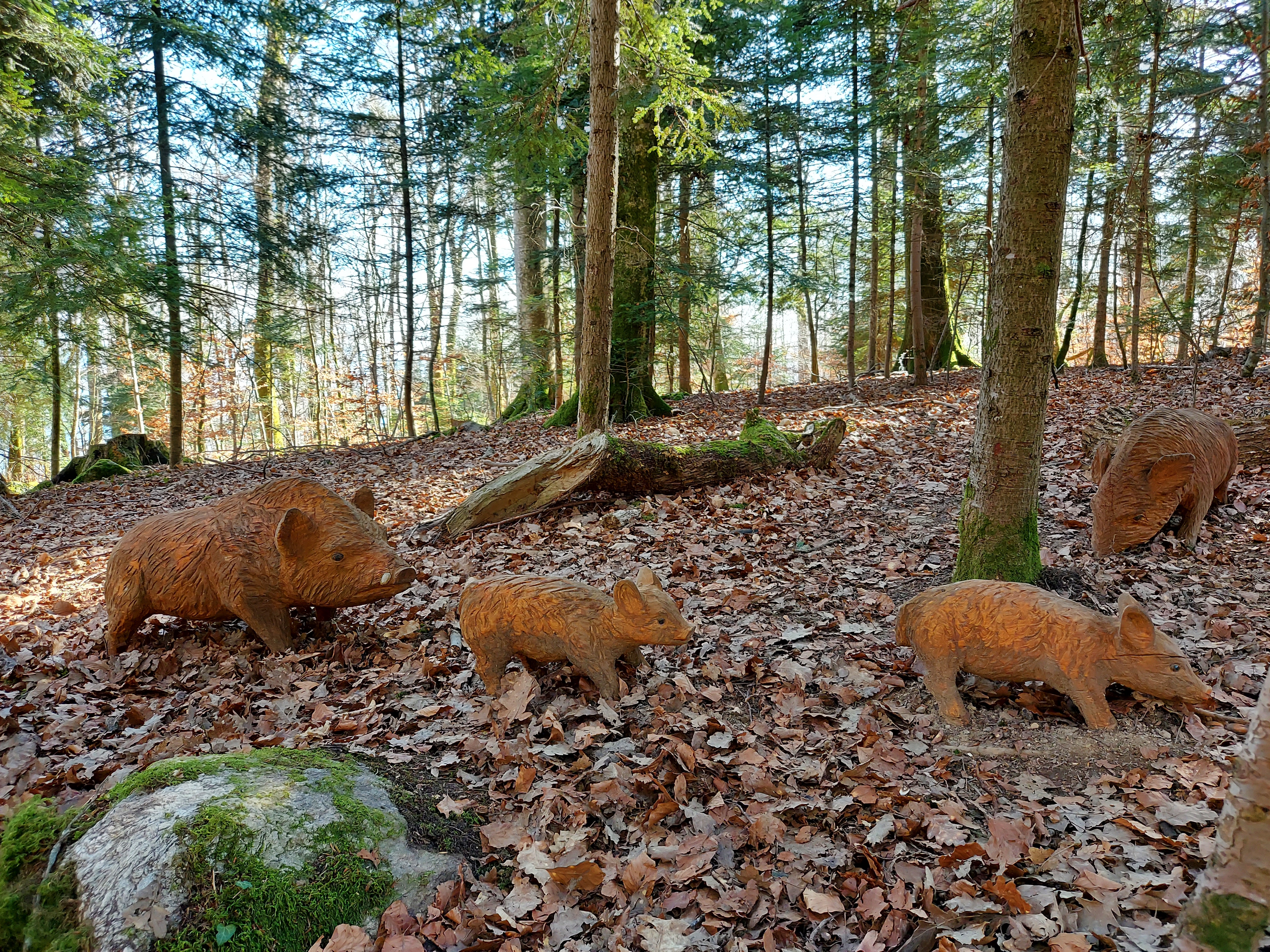Sentier forestier de Peseux