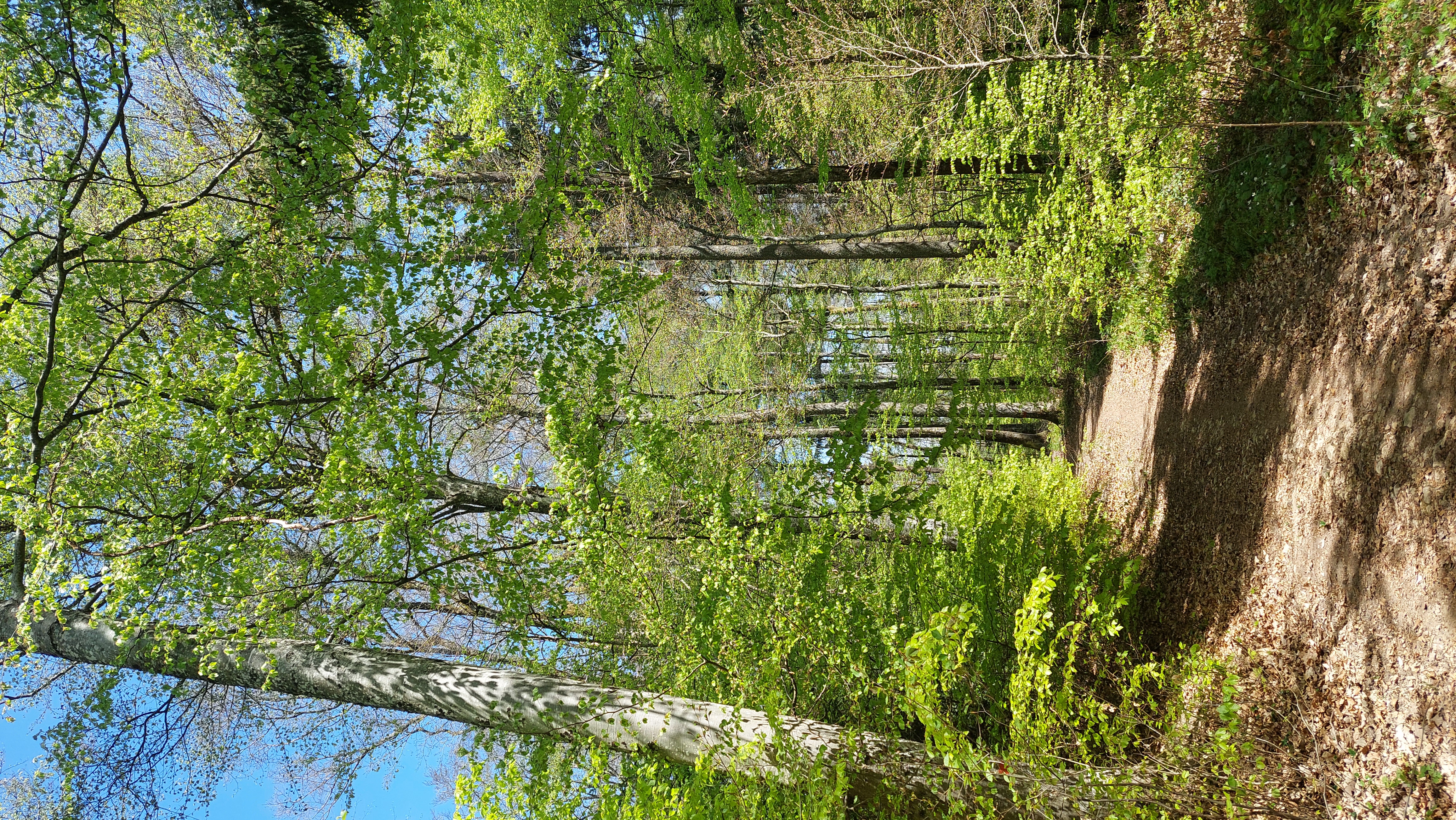 Le Bois de Seyte