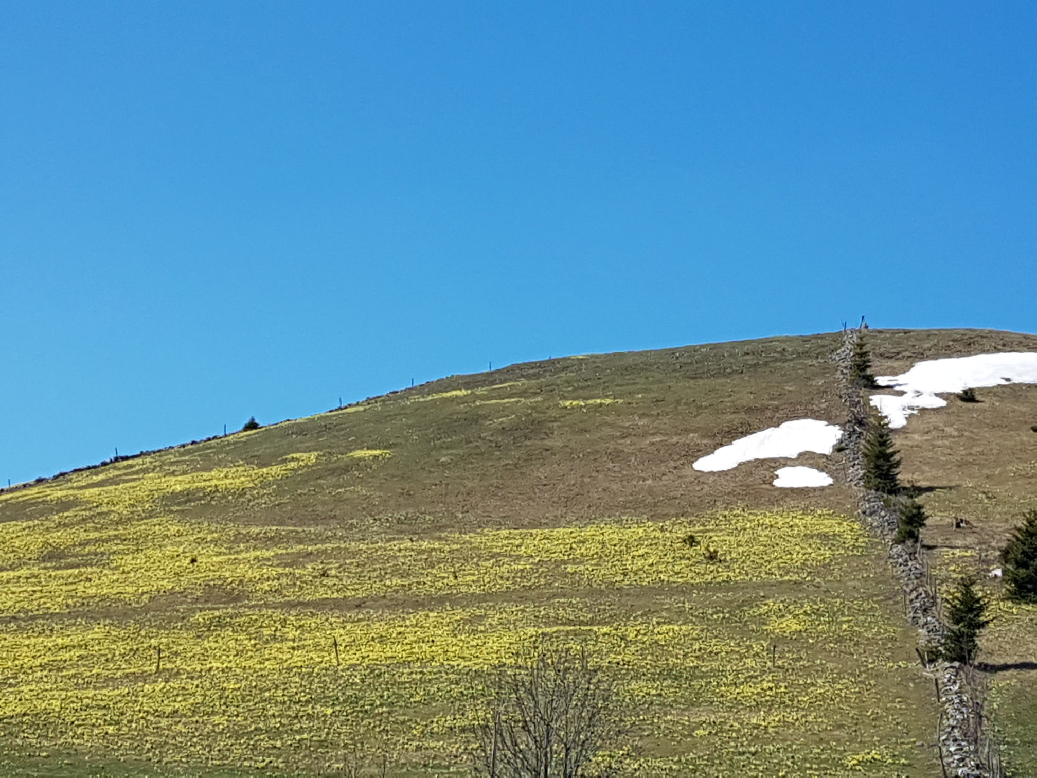 Jonquilles dans la région de la Vue des Alpes