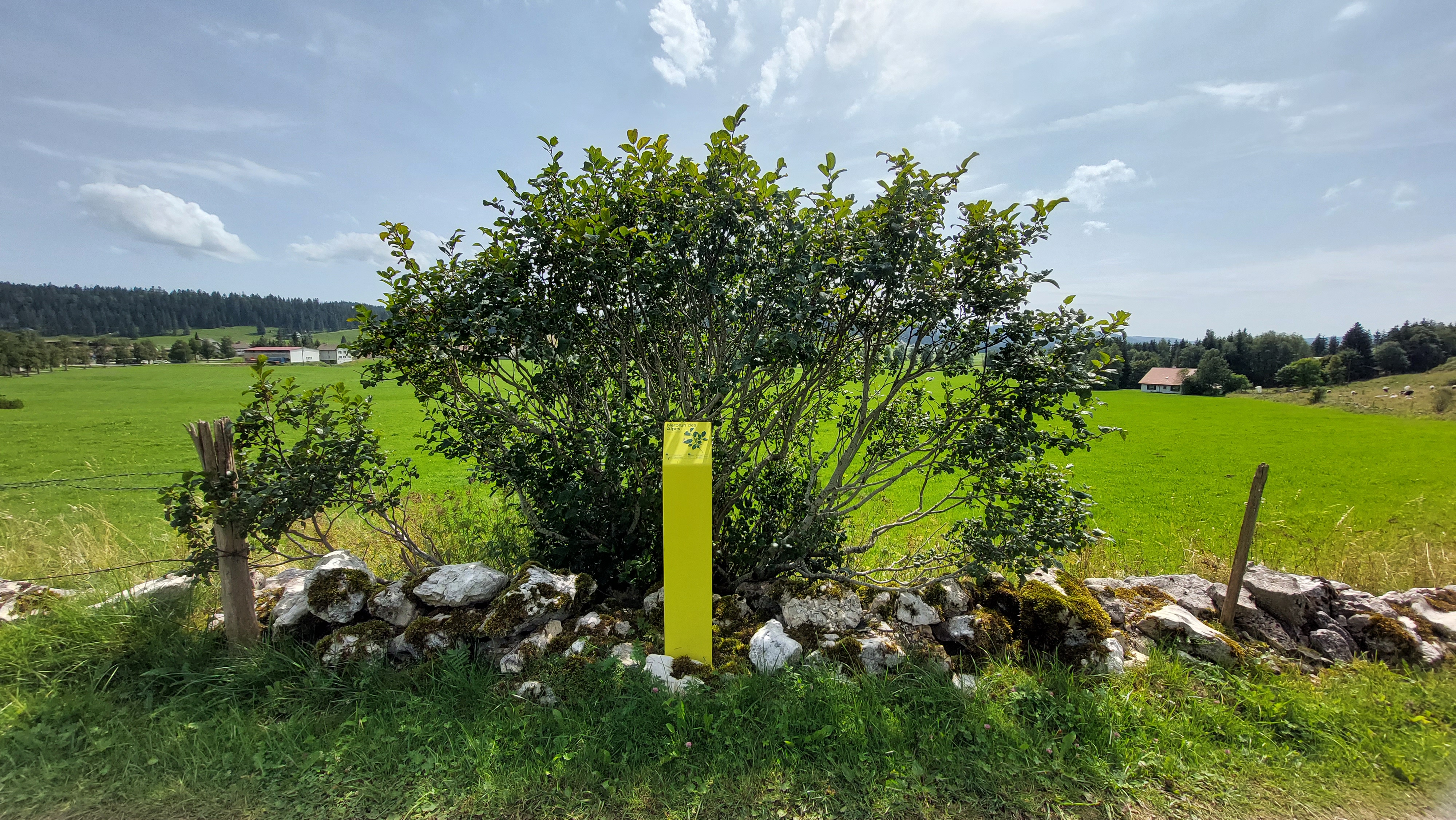 La Brévine, arbres et contes